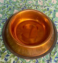 Pet Bowl